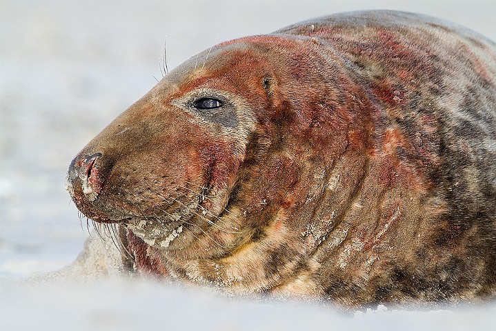 Kegelrobbe Halichoerus grypus